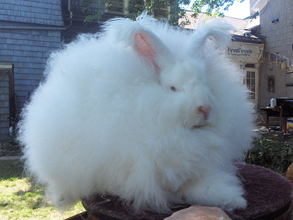 Isn't this giant Angora rabbit's face reminiscent of Erdogan's