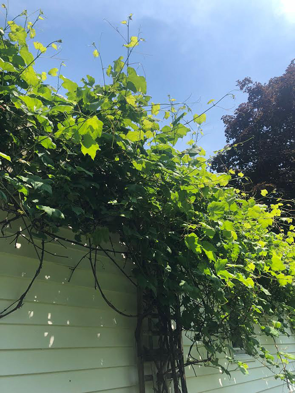The grapevine that is growing in Anna's backyard in Maine