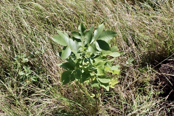 The Sose and Allen Memorial Forest in Stepanavan was planted with a mix of tree species including ash (pictured here), oak, maple, pine, and wild apple